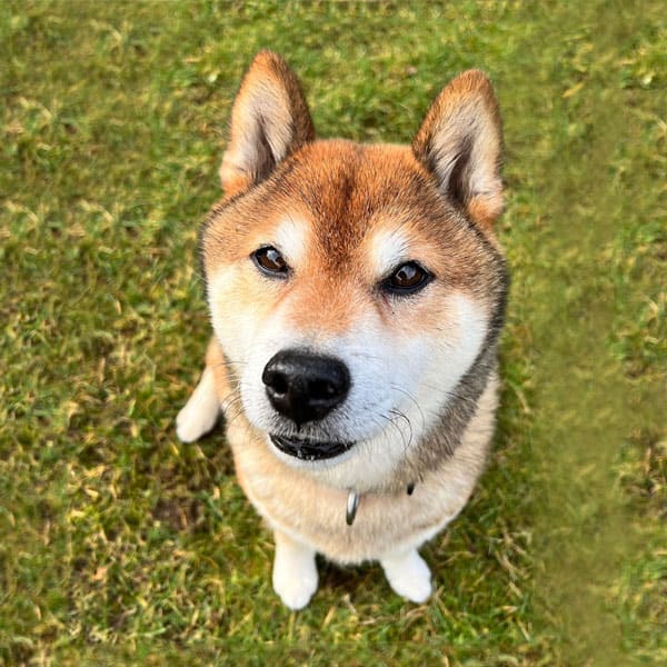 Sammy - Chief Snack Officer